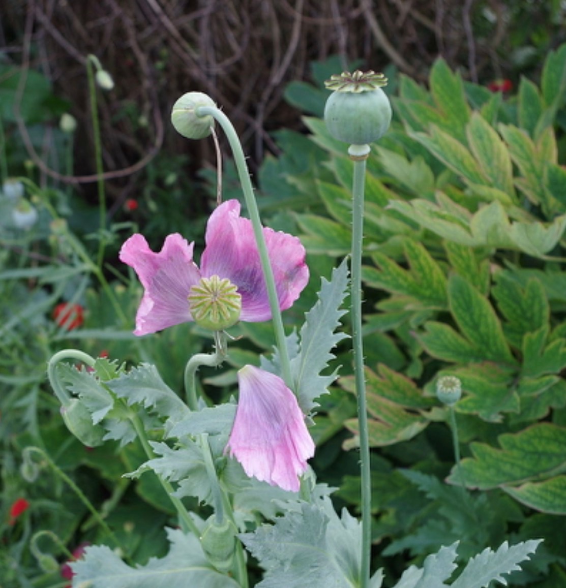 06B07A3A B423 4EE0 A4CF 85BF7B4491D8